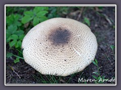 Riesenschirmling, Parasolpilz - Macrolepiota-procera