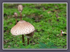 Riesenschirmpilz - Chlorophyllum rhacode