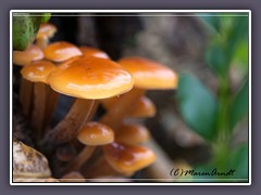 Samtfussrübling - Flammulina velutipes