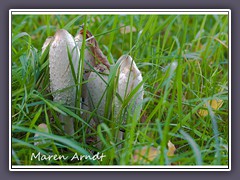 Schopftintlinge - Coprinus comatus