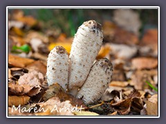 Schopftintlinge im Herbstlaub