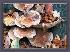 Schuppiger Porling  - Polyporus squamosus