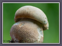 Sommersteinpilz - Boletus reticulatus