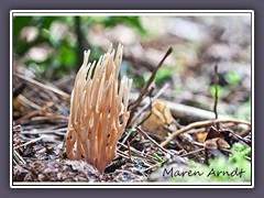 Steife Koralle - Ramaria stricta 