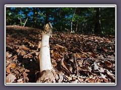 Stinkmorchel - Phallus impudicus 