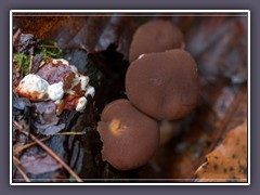 Stockschwämmchen und Tannenlackporling