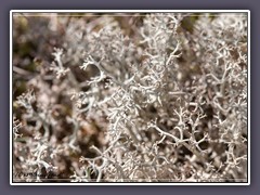 Strauchflechte - Cladonia Cetraria