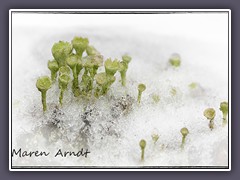 Trompetenflechte im Schnee - Cladonia fimbriata