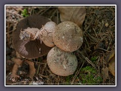 Waldchampignon - Agaricus silvaticus.