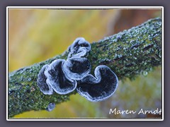 Warziger Drüsling mit Eisrand - Exidia nigricans