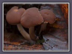 Weisstieliges Stockschwämmchen - Psathyrella piluliformis