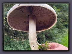 Wiesenchampignon - Agaricus campestris