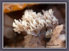 Wiesenkoralle - Ramariopsis kunzei