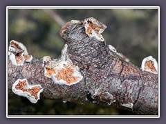 Wolliges Stummelfüsschen  - Crepidotus fimbriatus 