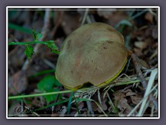 Ziegenlippe - Xerocomus subtomentosus