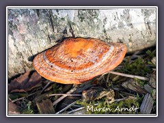 Zinnoberrote Tramete, Zinnoberschwamm - Pycnoporus-cinnabarinus