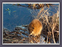 Bisamratte - Ondatra zibethicus