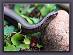 Blindschleiche - Anguis fragilis