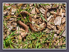 Blindschleiche - Anguis fragilis - keine Schlange sondern eine beinlose Echse