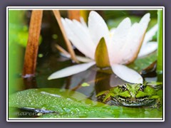 Breitmaulfrosch - grüner Teichfrosch