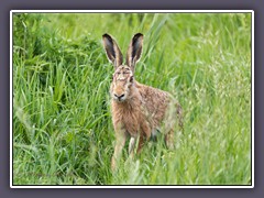 Der Feldhase  - Lepus europaeus