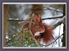 Eichhörnchen