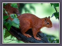 Eichhörnchen im Sommerlook
