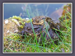 Erdkröten - Bufo Bufo können unterschiedliche Farben haben