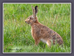 Feldhase - lebt bevorzugt in offenen Landschaften  