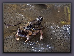 Grasfroschkinderstube