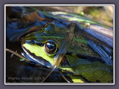 Grüner Teichfrosch