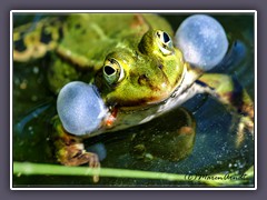 Grünfrosch - Wasserfröschen - Gattung Pelophylax