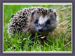 Igel