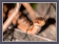 Kreuzotter - braune Variante