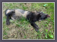 Marderhund - Totfund. Garlstedter Straße