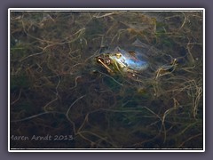 Moorfroschpaarung im Frühling