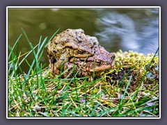 Paarung der Erdkröten