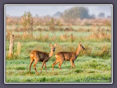Rehe im Morgengrauen bei Melchers Hütte