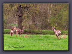 Rehwild ist ein fester Bestandteil des Teufelsmoors