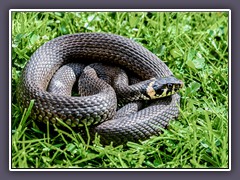 Ringelnatter - daher der Name