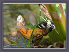 Ringelnatter erbeutet Teichmolch