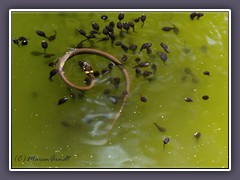 Ringelnatter jagt Kaulquappen