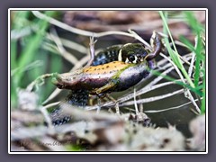 Ringelnatter mit Beute