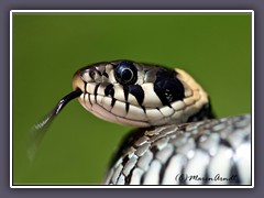 Ringelnattern - riechen mit der Zunge - züngeln