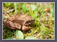 Springfrosch - der Weitspringer unter den Fröschen