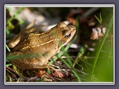 Springfrosch - Rana dalmatina