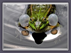 Teichfrosch