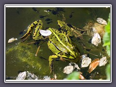 Teichfrosch und Kaulquappen