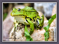 Teichfrösche sind Hybride, durch Kreuzung des Kleinen Wasserfroschs mit dem Seefrosch
