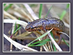 Teichmolch - besonders geschützt